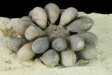Jurassic Club Urchin (Asterocidaris) - Boulmane, Morocco #139282-2